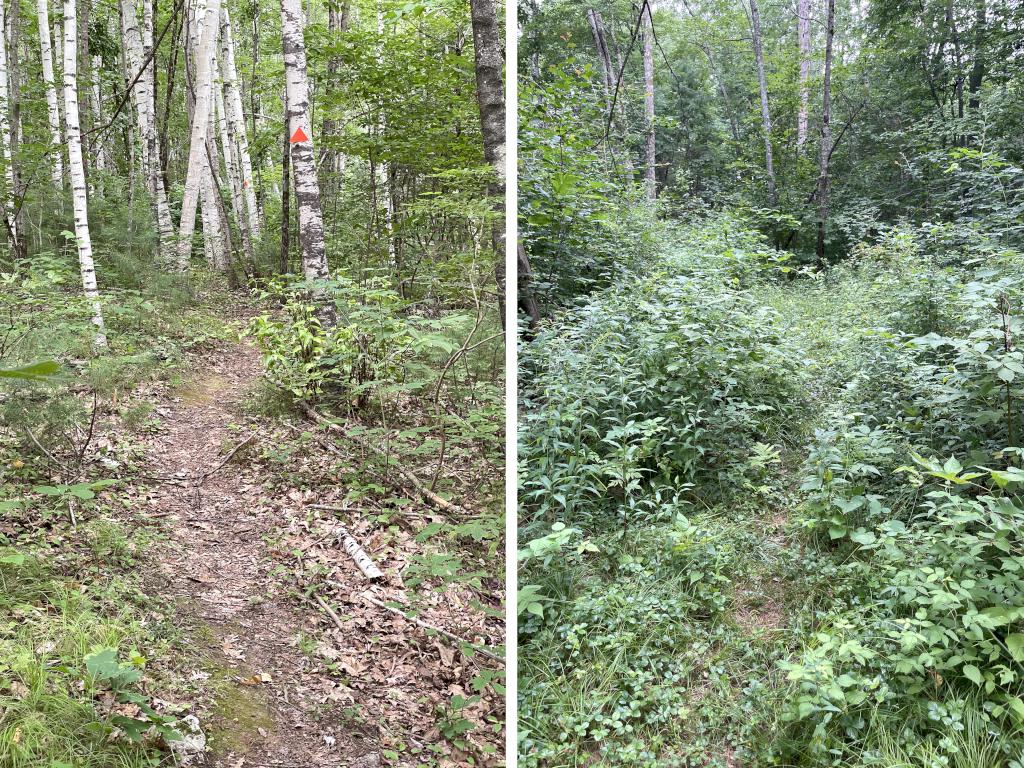 trails in July at Hudson Town Forest in southern NH