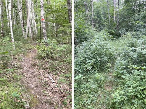 trails in July at Hudson Town Forest in southern NH