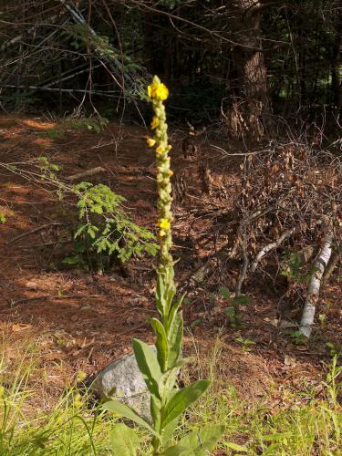 Common Mullein (Verbascum thapsus) in July at Jaquith Rail Trail in southern New Hampshire