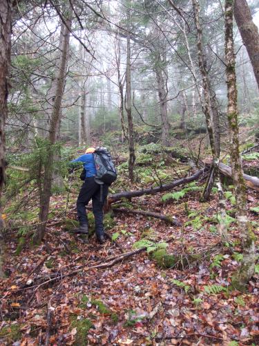 Dick bushwhacks up Jewell Hill in western New Hampshire