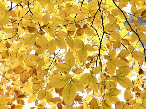 overhead Beech leaves in October on the trail to Jewell Hill in northeast Massachusetts