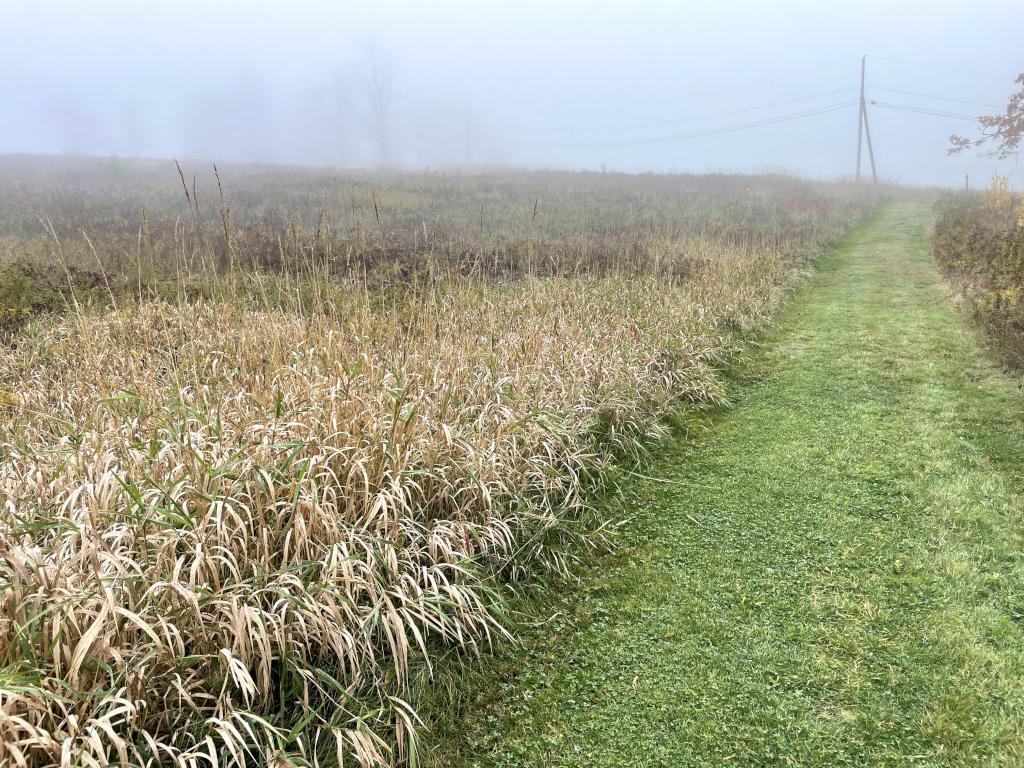 foggy field view in October on the Fox Pasture Trail near Jewell Hill in northeast Massachusetts