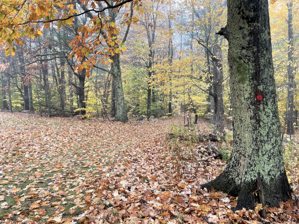 trail in October at Jewell Hill in northeast Massachusetts