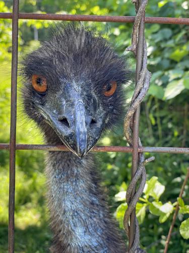 Emu