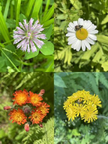 trailside flowers in June at Judges Hill in western MA