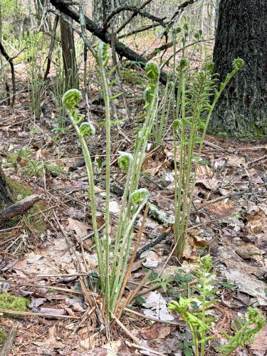 fiddlehead in May at Katie Metzger Town Forest near Fitzwilliam in southwest NH