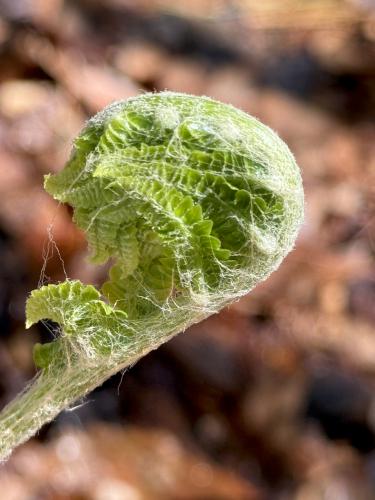 fiddlehead in May at Katie Metzger Town Forest near Fitzwilliam in southwest NH