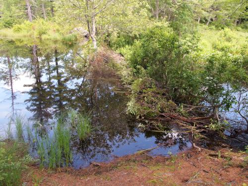 trail interrupted by a beaver dam at Kimball Pond near Dunbarton, New Hampshire