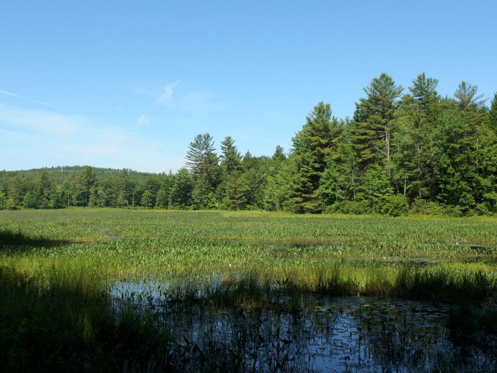 marsh in June at Kimball Pond near Dunbarton, New Hampshire