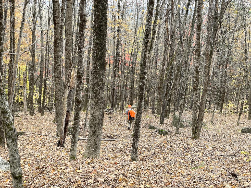 woods to bushwhack through in October at Kingsbury Hill in southern NH