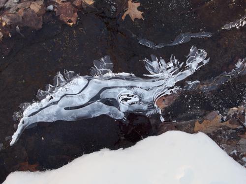 ice dragon in December at Kuncanowet Town Forest near Dunbarton, New Hampshire
