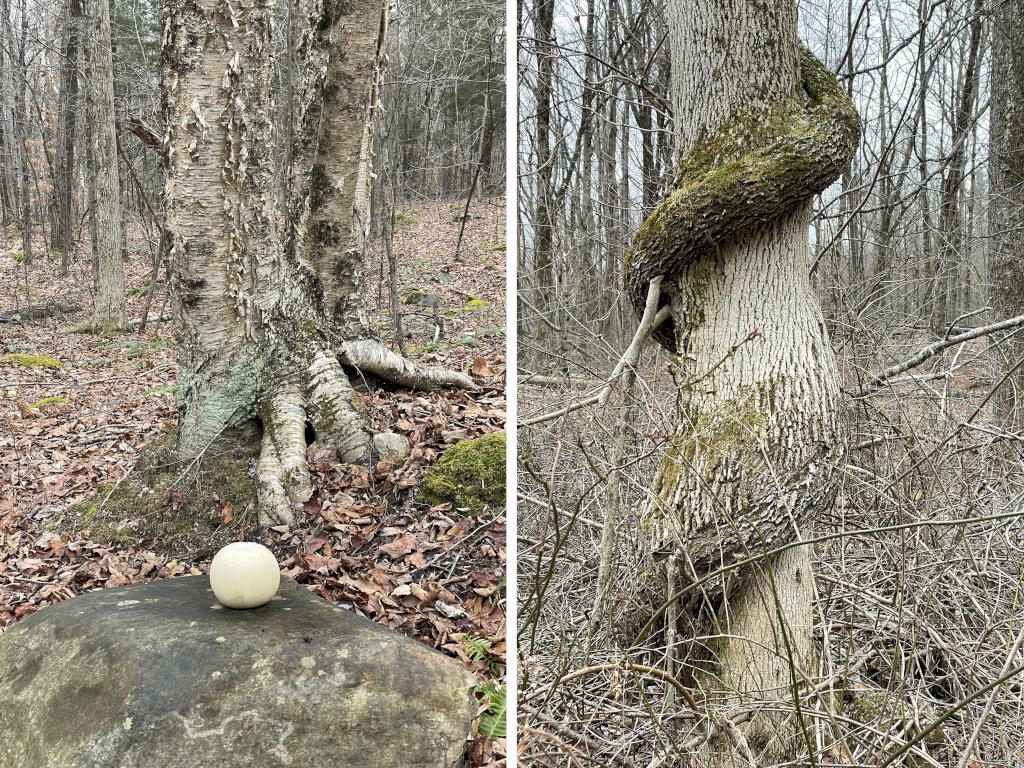 weird stuff in January at Leffingwell Hill in New Hampshire