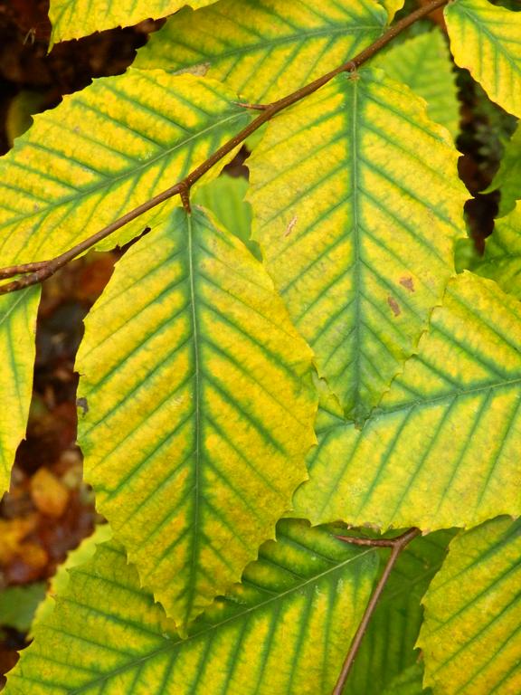 Strong-patterned American Beech leaves turn October-gold on Snows Mountain in New Hampshire Maine