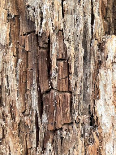 artistic tree decay in August on Little Bear Trail at Bear Brook State Park in southern NH