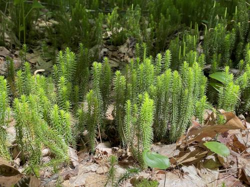 Bristly Clubmoss (Lycopodium annotinum) in June at Lovejoy Trails near Loudon in southern New Hampshire