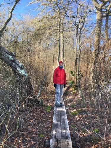 boardwalk in December at Lowell Holly Reservation on Cape Cod in eastern Massachusetts