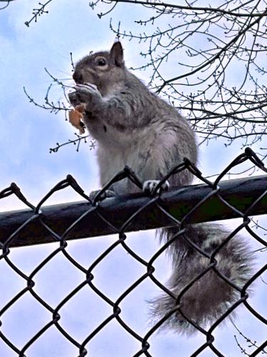 squirrel in December at Lowell Riverwalk in northeast MA