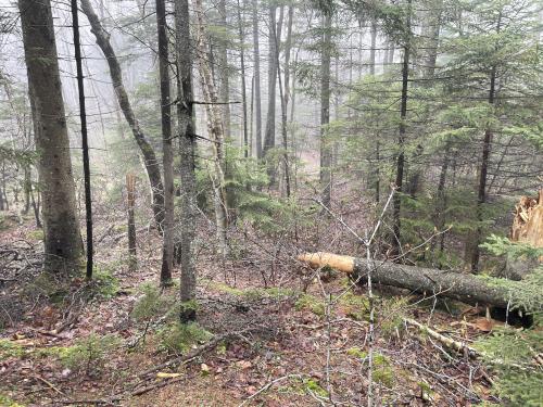 woods in May at Lucia's Lookout South in southern New Hampshire