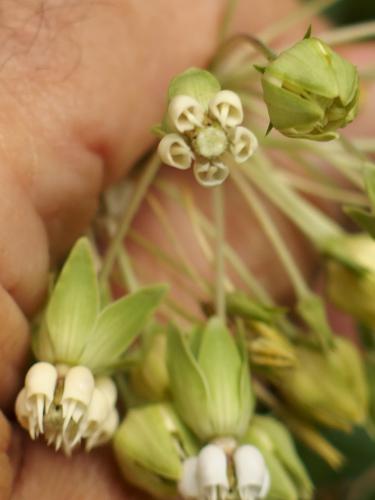 Tall Milkweed (Asclepias exaltata) at Lyme Hill in western New Hampshire