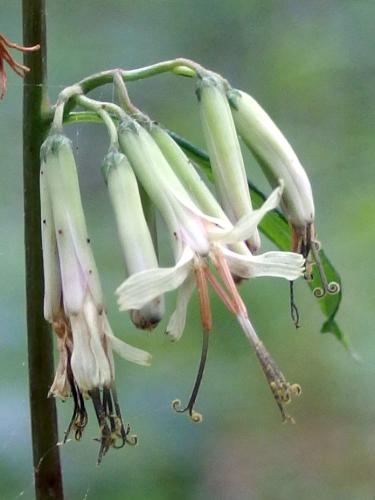 Gall-of-the-earth (Prenathes trifoliolata) at Maple Hill in southern Vermont