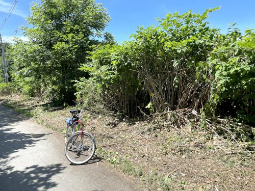 Knotweed in June beside Marblehead Rail Trail in northeast Massachusetts