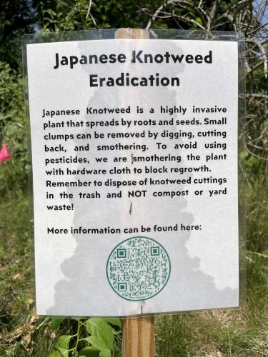 Knotweed in June beside Marblehead Rail Trail in northeast Massachusetts