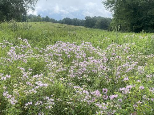 Wild Bergamot (Monarda fistulosa) in August at Mason Hill in northwest MA