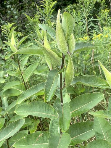 Common Milkweed in August at Mason Hill in northwest MA