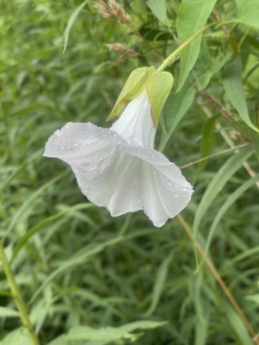 Hedge Bindweed (Convolvulus sepium) in August at Mason Hill in northwest MA