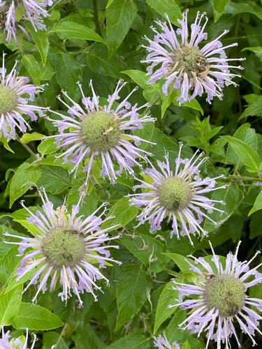 Wild Bergamot (Monarda fistulosa) in August at Mason Hill in northwest MA