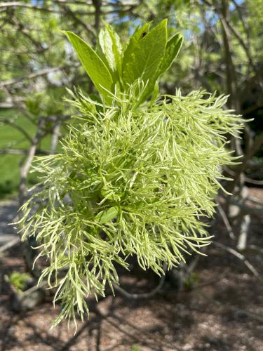 White Fringetree (Chionanthus virginicus) in May at Massabesic Audubon Center in southern NH