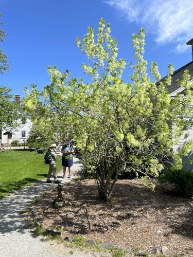 White Fringetree (Chionanthus virginicus) in May at Massabesic Audubon Center in southern NH