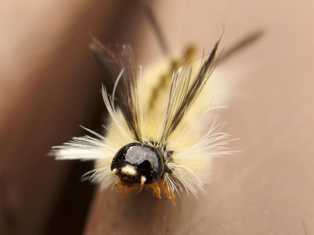 Banded Tussock Moth (Halysidota tessellaris) caterpillar in August atop Massaemett Mountain in western Massachusetts