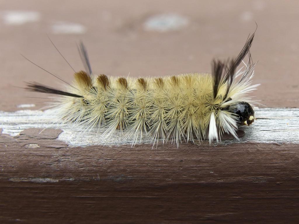 Banded Tussock Moth (Halysidota tessellaris) caterpillar in August atop Massaemett Mountain in western Massachusetts