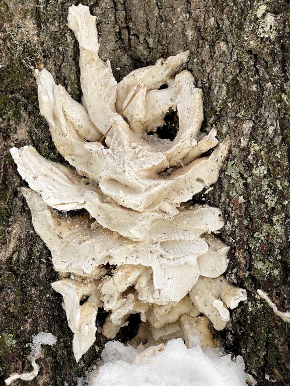 perhaps a Berkeley's Polypore (Bondarzewia berkeleyi) in March at Michaela's Way Loop in southern New Hampshire