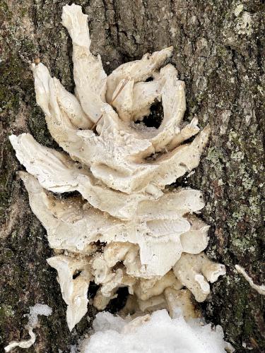 perhaps a Berkeley's Polypore (<i>Bondarzewia berkeleyi</i>) in March at Michaela's Way Loop in southern New Hampshire