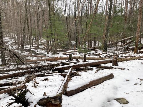 unclear trail section in April at Middleton Pond in northeast MA