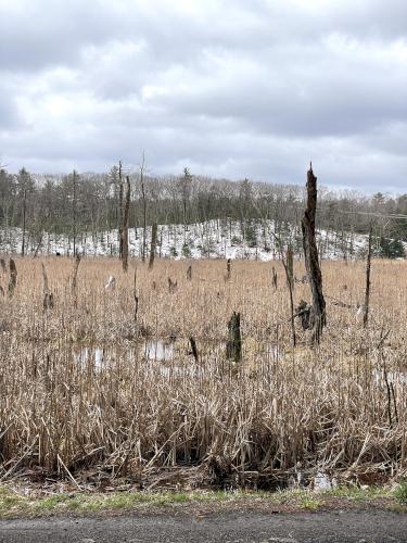 marsh in April at Middleton Pond in northeast MA