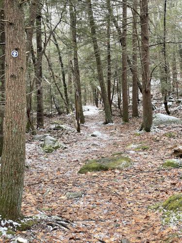 Baby Rock Trail in January at Manchester-Essex Wilderness Conservation Area near Essex in northeast Massachusetts