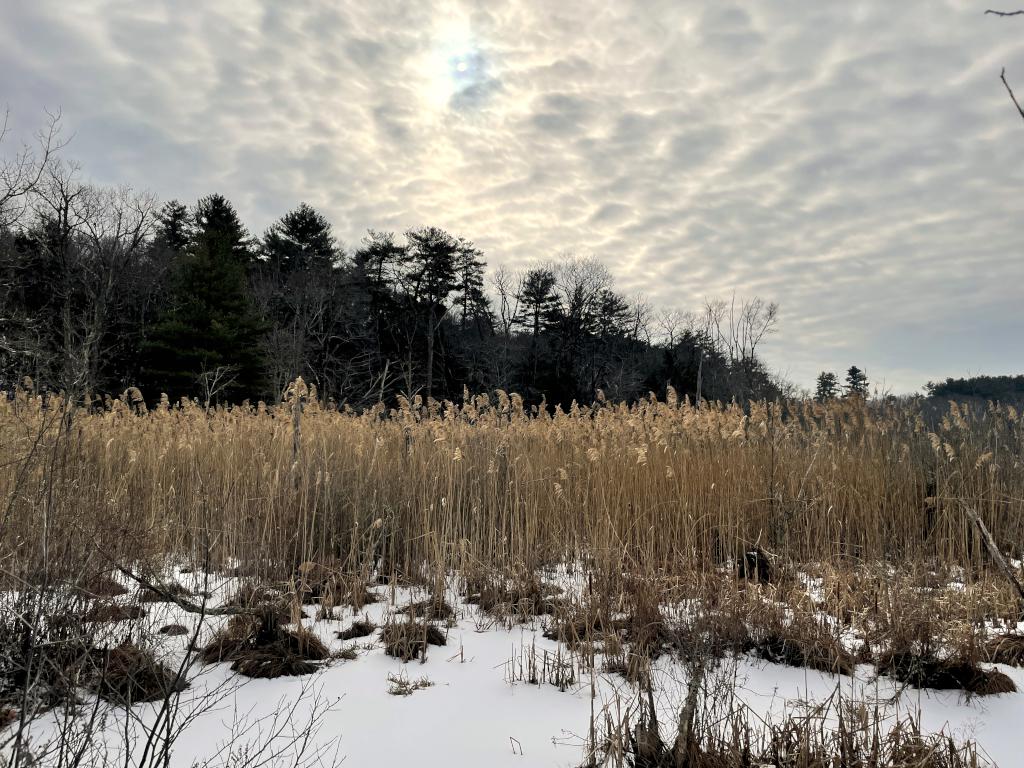 swamp in January at Manchester-Essex Wilderness Conservation Area near Essex in northeast Massachusetts