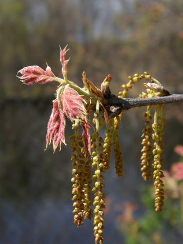 quercus prinus flower