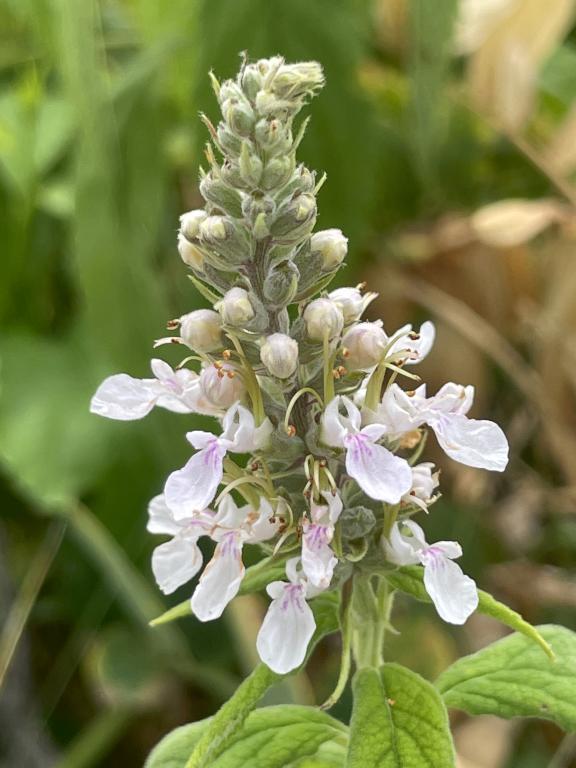 American Germander (Teucrium canadense) in July on Misery Island in northeast MA