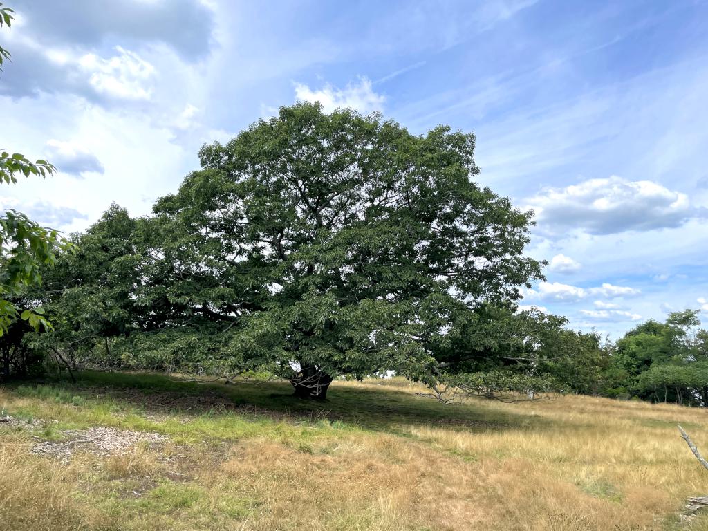 huge oak tree in July on Misery Island in northeast MA