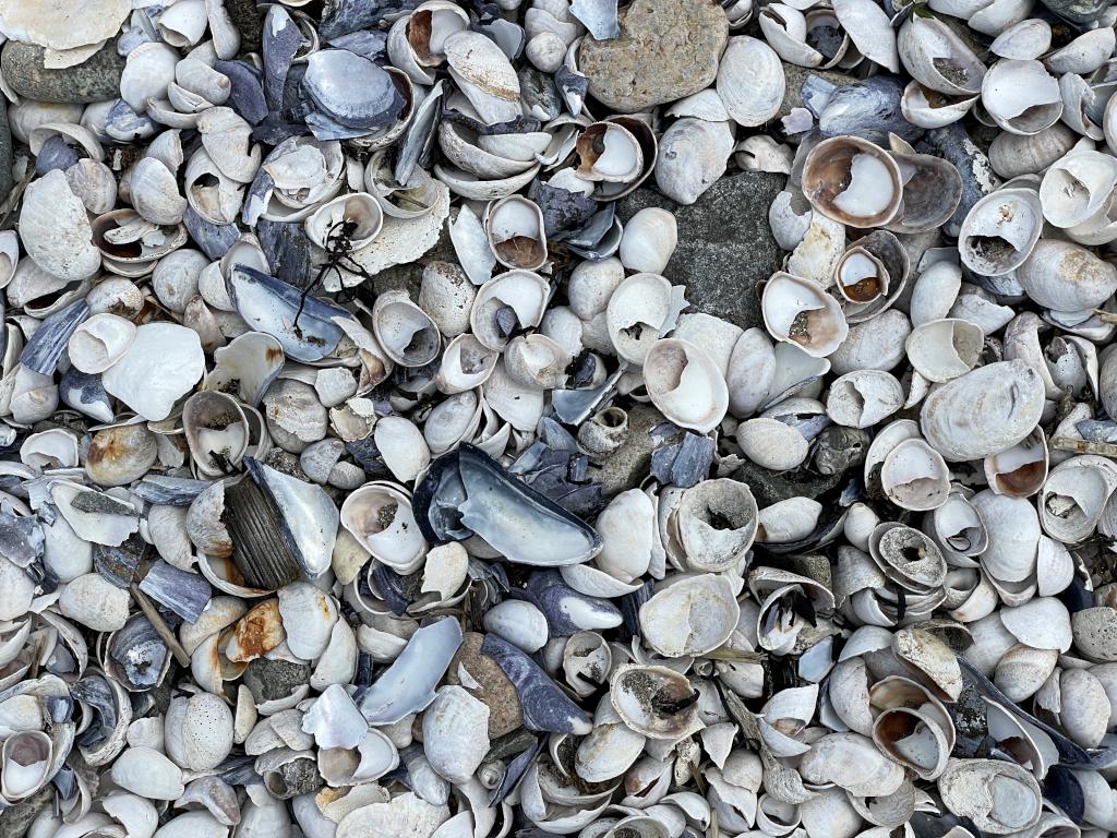 beach shells in July at Misery Island in northeast MA