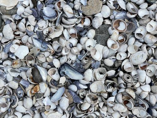 beach shells in July at Misery Island in northeast MA