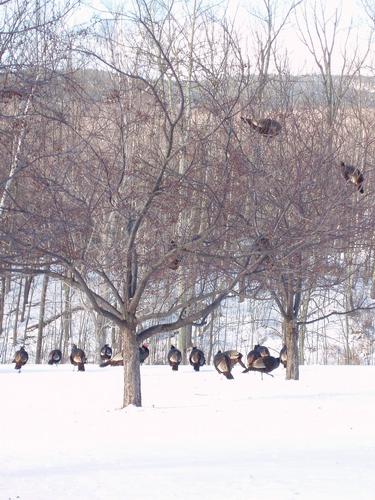 Turkeys (Meleagris gallopavo) in January at the trailhead to Mount Moosilauke in New Hampshire