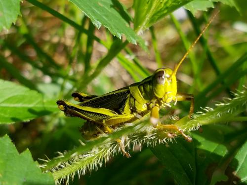 grasshopper in July at Morgan Pond Mountain in southern New Hampshire