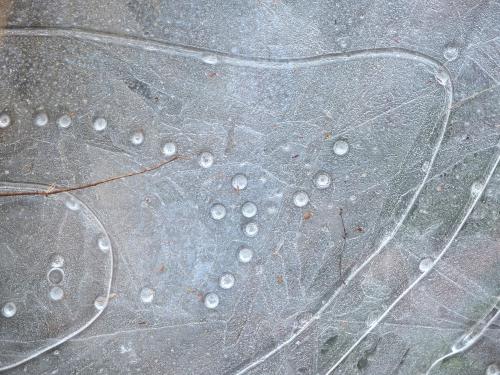 ice pattern in December at Mulligan Forest in southern New Hampshire