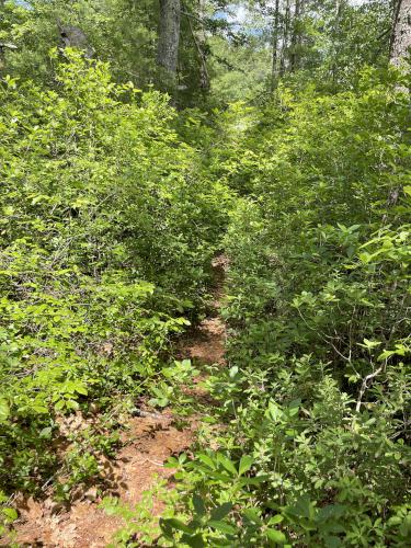 trail at Myles Standish State Forest in eastern Massachusetts