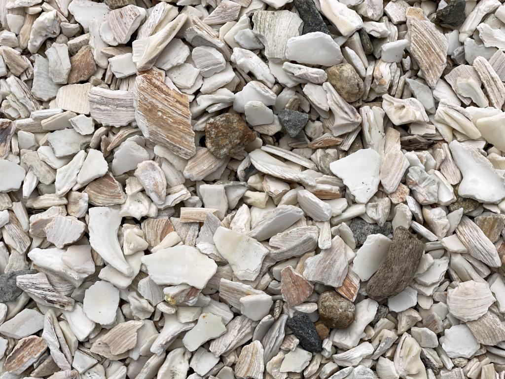 gravel in August made of seashell fragments at Mystic Seaport in Connecticut